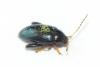 Psylliodes chrysocephala